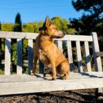 July 6: Dog park too pricey for some councillors