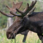 Sick moose euthanized at Johnson’s Mills mudflats