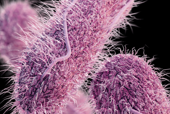 Image description: A depiction of the salmonella bacteria. The bacteria are oblong and purple with little tendrils that resemble hair. Three bacteria are shown against a black background 