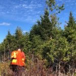 Community Forests International fundraising to protect Acadian forest