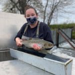 Fort Folly lends a helping hand to inner Bay of Fundy Atlantic salmon