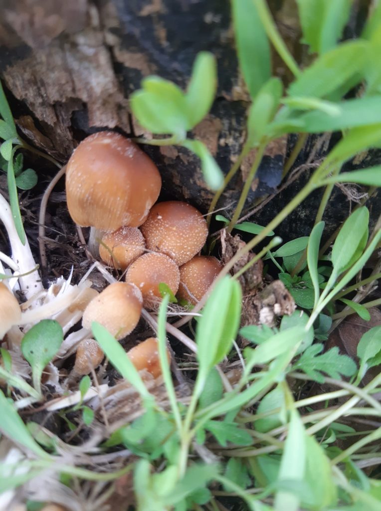 Mica cap mushrooms by a tree stump. 