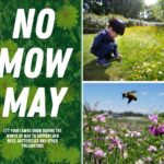 No Mow May: Sackville asks residents to help feed the bees this month