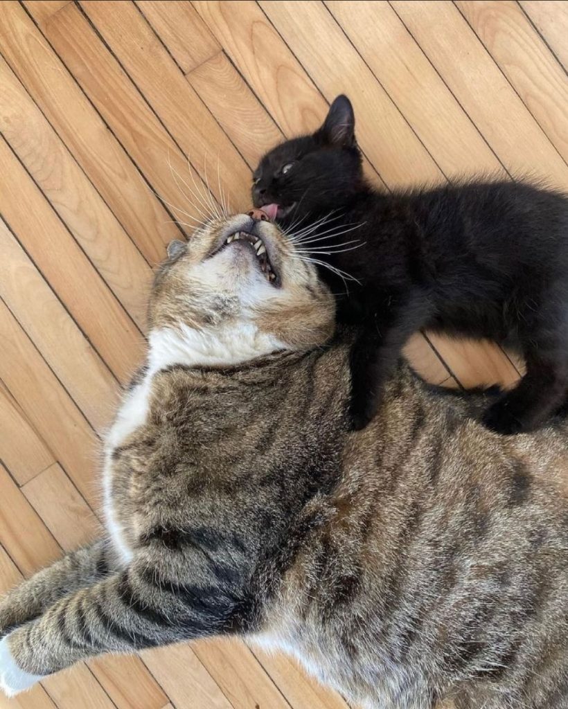 Two cats play together while lying on the floor. One is a an adult tabby and the other is a black kitten.