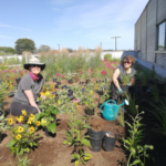 Sackville town hall gets greener with expanded rooftop garden