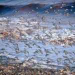 Low counts for shorebirds so far this year at Johnson’s Mills