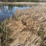 ‘They’re really good parents’: geese nesting in Waterfowl Park have mixed reactions to passersby