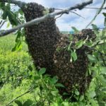 Thousands of honey bees removed from Sackville Waterfowl Park