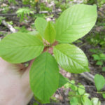 Volunteer work party Saturday to get rid of invasive species along Tantramar River