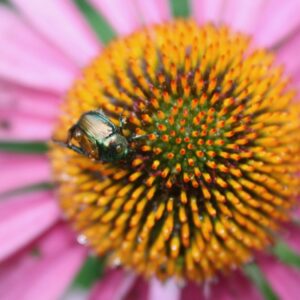 Pollinator beds for Sackville, and small changes to flower contract for next two years