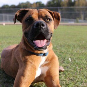 Dogs off leash off the table for Dorchester ball park